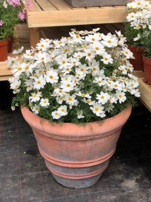 大波斯菊的养殖方法