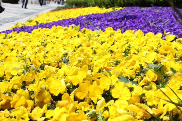 三色堇的养殖方法