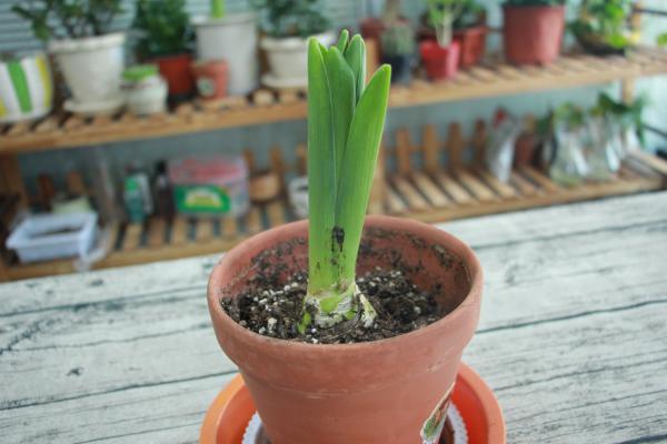 风信子什么时候开花