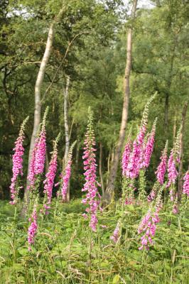 毛地黄的养殖方法