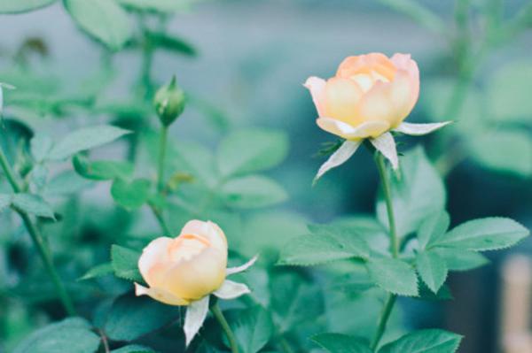她的月季月月开爆,全靠这10个绝招,花花只告诉你!
