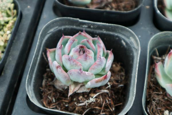 她在阳台养多肉，密密麻麻100盆，比院子养的好看多了...