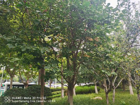 家里的白兰天天开花,摘都摘不完,邻居都来抢着买!