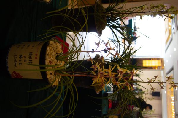 这8种“兰”,便宜好养活,花开满枝比兰花都美!