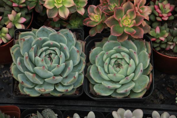 红爪的养殖方法