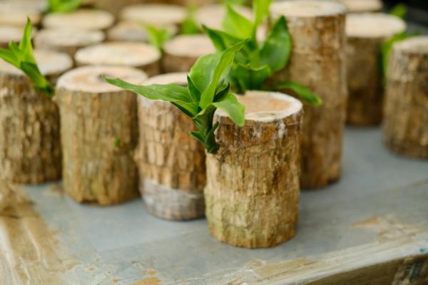 巴西木的养殖方法和注意事项