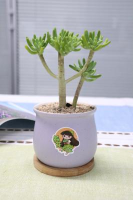 八千代的养殖方法和注意事项