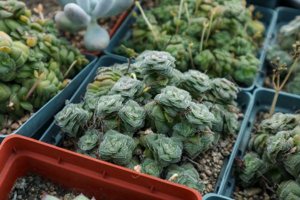 “肉”大十八变，她家的多肉从丑绿到美艳，到底经历了啥...