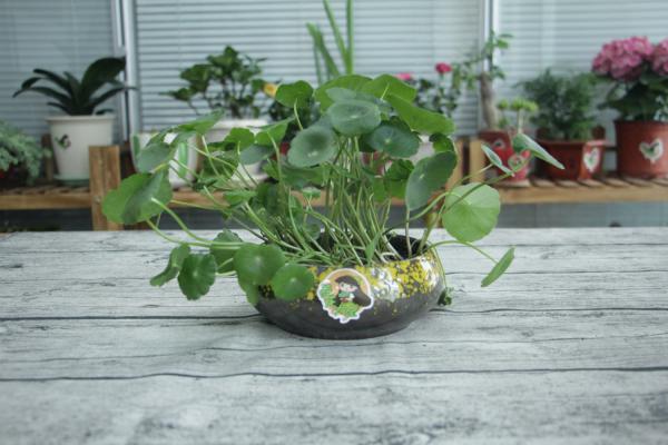 绿萝铜钱草…叶子比8个硬币还大，咋养的？