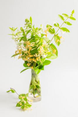 金银花的养殖方法和注意事项