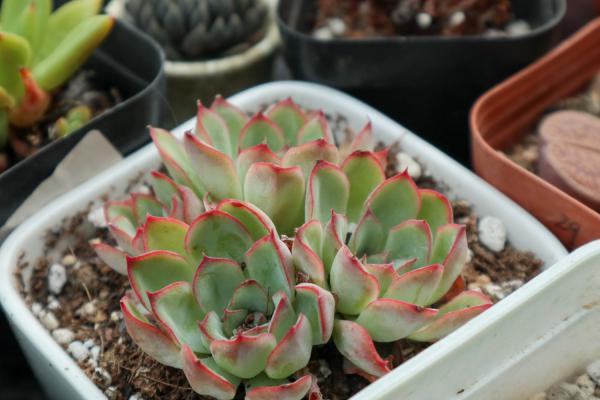 多肉选丑大赛,最丑的竟然是它!