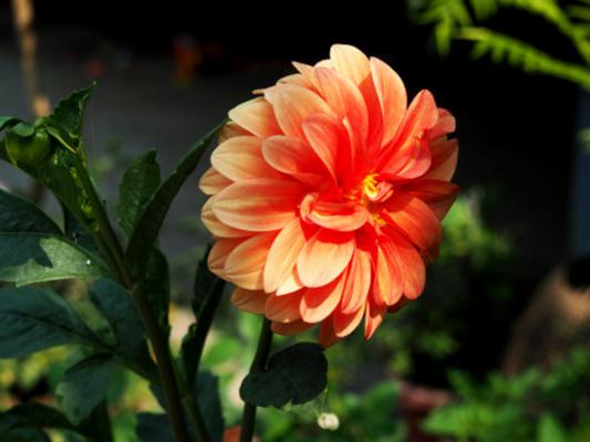 大丽花的养殖方法