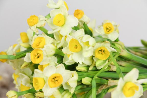 水仙花的养殖方法