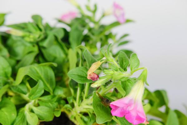 矮牵牛的养殖方法和注意事项