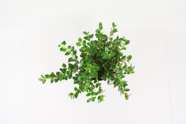 金鱼吊兰冬天会死吗