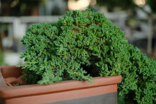 回首四月，是一树一树的花开！