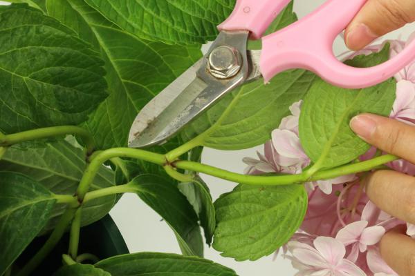 绣球花的养殖方法和注意事项