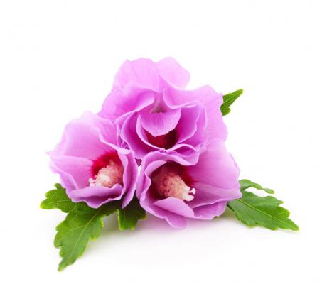 盆栽木槿花怎么养