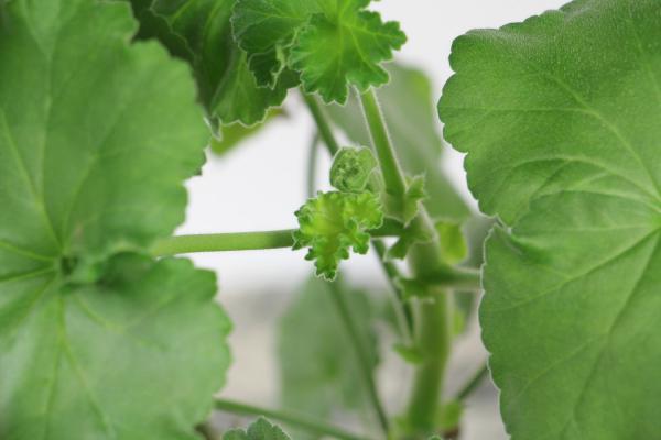 眼馋！50种绝色天竺葵，美过牡丹月季，养1盆365天...