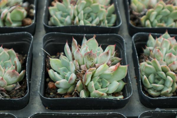 这15种多肉，开花简直美爆了！不看1眼后悔一辈子！