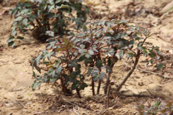 50年的牡丹，110年的仙人掌，这些花岁数竟比你还大...