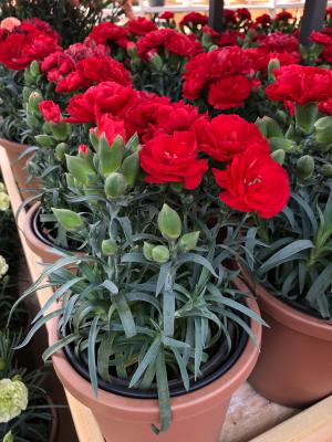 康乃馨干花制作方法