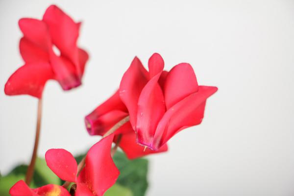 过年买盆仙客来，这样浇水，100%成活、花开不败！