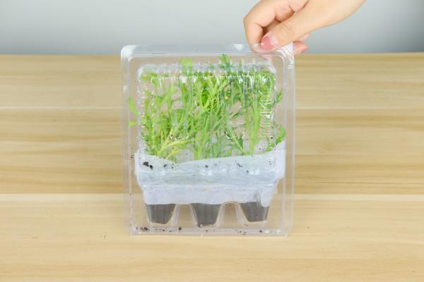 玛格丽特花什么时候开花