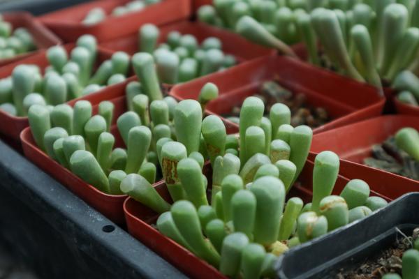 五十铃玉秋天怎么养