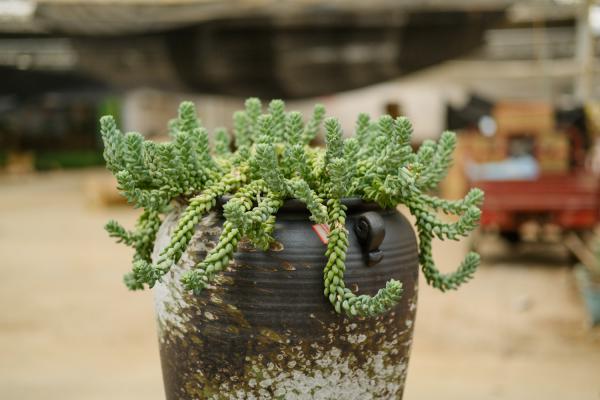 玉缀的养殖方法