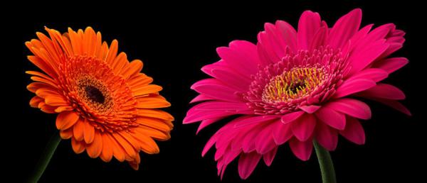 非洲菊冬天能开吗