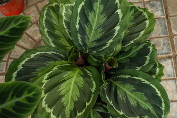 美丽竹芋的养殖方法及注意事项