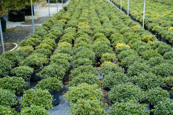 北方封闭阳台能种西洋杜鹃吗