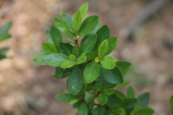 夏鹃的养殖方法及注意事项