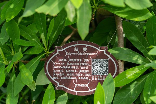 结香冬天能开花吗