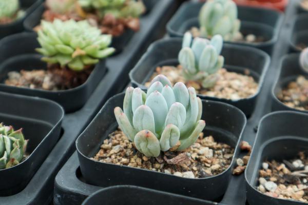 什么温度要把多肉搬回室内养