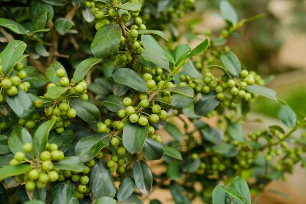 几种常见的冬季落叶树木