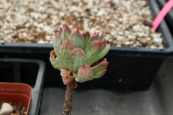 越冷越美的多肉品种有哪些