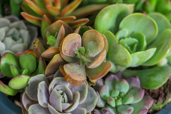 适合冬天养的多肉有哪些