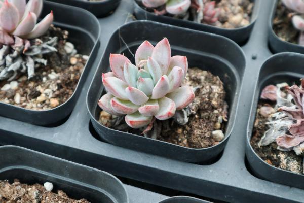 北方的多肉冬天放在窗台上可以吗