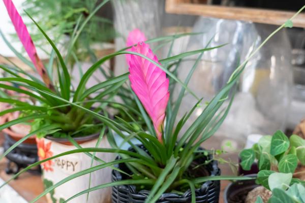 铁兰冬天能开吗