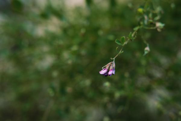 胡枝子的养殖方法及注意事项