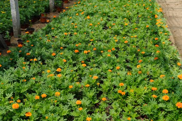 万寿菊什么时候开花