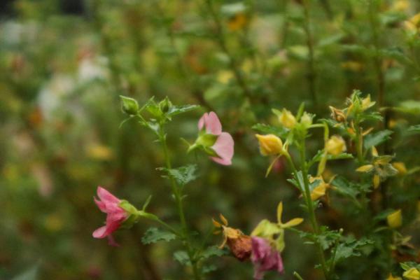 小木槿适合在家里养吗