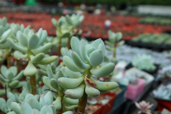 没有最丑只有更丑，奇葩多肉丑到家！