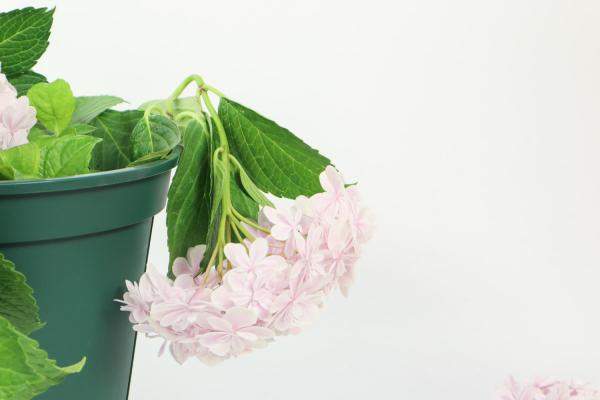 无尽夏绣球的养护方法及注意事项