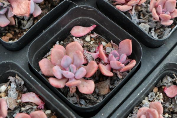 94年小鲜肉，与400株花草多肉为伴，活的比女人还美...