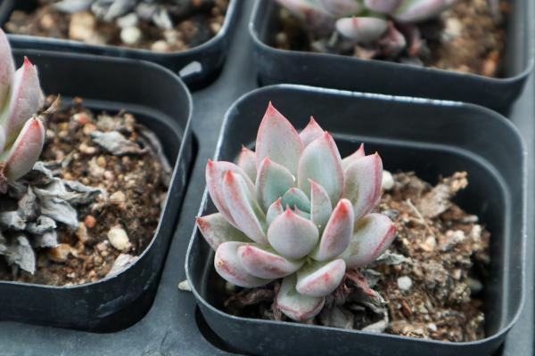 姐姐家的三角梅多肉…院子都塞不下，壕无人性！