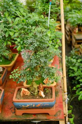 新手养盆景的注意事项