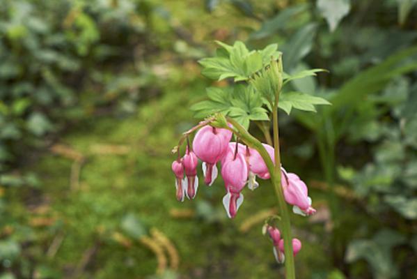荷包牡丹是牡丹吗？